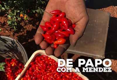 Como as pimentas Mendez são cultivadas?